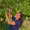 Gardena PremiumCut metszőolló 
zöldmetszéshez