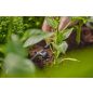 Gardena MD nyomáskiegyenlítős
sorcsepegtető 2 l/óra