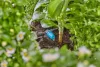 Gardena MD szabályozható sorcsepegtető