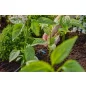 Gardena MD sorcsepegtető 2 l/óra