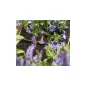 Gardena Erkélyláda Öntözés