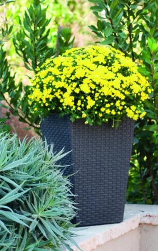 Keter Rattan kaspó S 23,6 l grafit