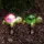 Leszúrható szolár - teknősbéka - fehér LED - 10 x 6 x 15 cm