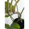 KARE Design Monstera Műnövény Dekoráció 110 cm