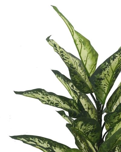 KARE Design Dieffenbachia Műnövény Dekoráció 100 cm