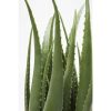 KARE Design Műaloe Dekoratív Növény 69 cm