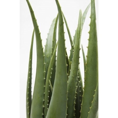 KARE Design Műaloe Dekoratív Növény 69 cm
