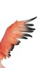 Kare Design Flamingo Road Fly Polimer Korall Dekoratív Szobor