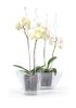 Coubi Orchidea Átlátszó Dekoratív Kaspó 36 cm