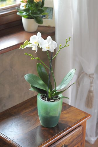 Coubi Orchidea Kaspó Jégkék Műanyag 16 cm