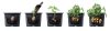 Potato Grower Burgonyatermesztő Cserép Antracit 39 cm