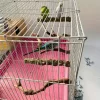 5 Darab Madár Ülőrúd, Természetes Keményfa